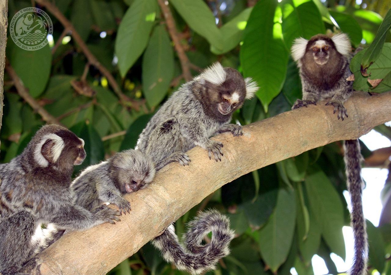 Pousada Cacimbinha - Epipa Hoteis Tibaú do Sul エクステリア 写真
